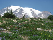 Mt. Rainier National Park