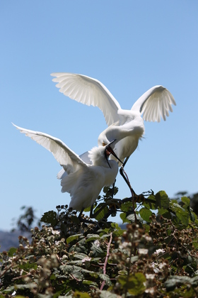 Alcatraz Island