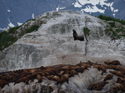 Glacier Bay NP, Alaska