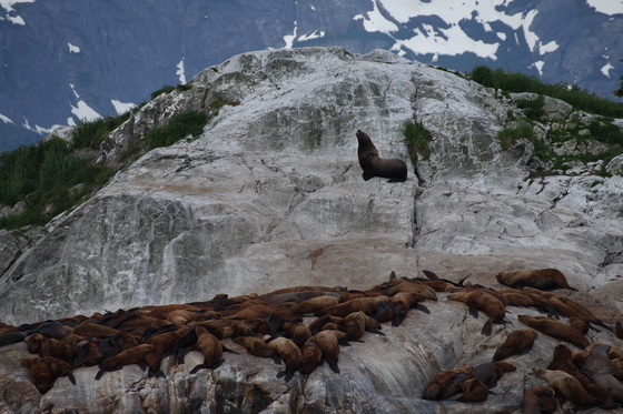 Glacier Bay NP, Alaska