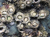 Olympic National Park / Rialto Beach