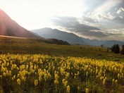 Gunnison National Forest