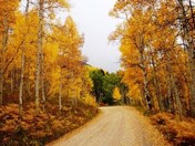 Gunnison National Forest