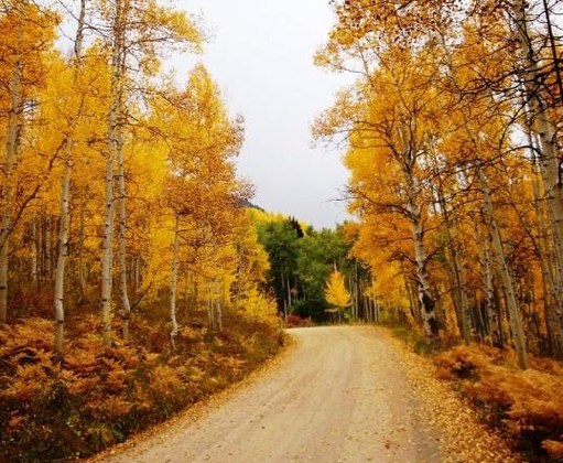Gunnison National Forest