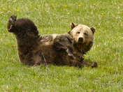 Yellowstone National Park