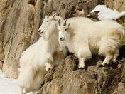 Targhee National Forest