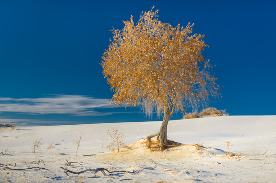White Sands National Monument