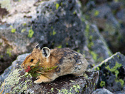 Arapaho National Forest