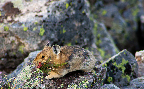 Arapaho National Forest