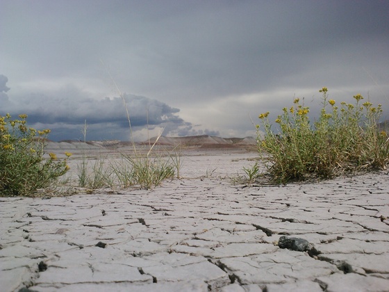 Petrified Forest National Park