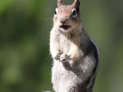 Yellowstone National Park