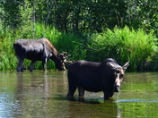 Grand Teton National Park