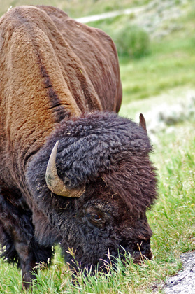 Yellowstone National Park