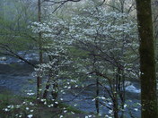 Great Smoky Mountains National Park