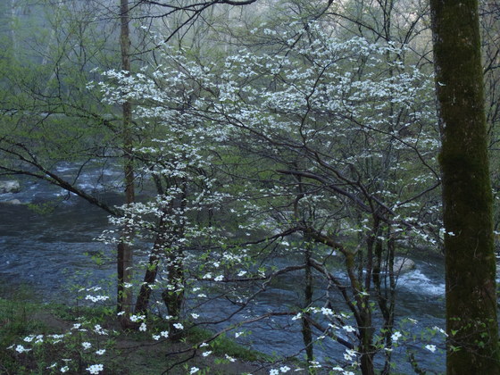 Great Smoky Mountains National Park
