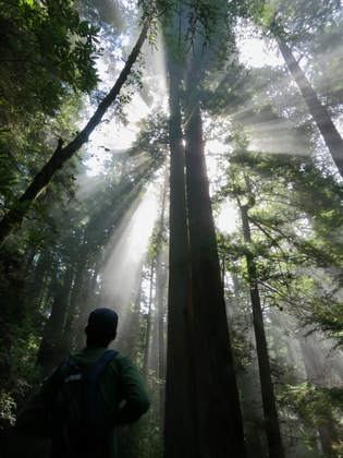 Redwood National Park
