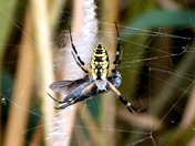 Assateague Island National Seashore