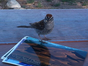 Great Sand Dunes NAtional Park and Preserve