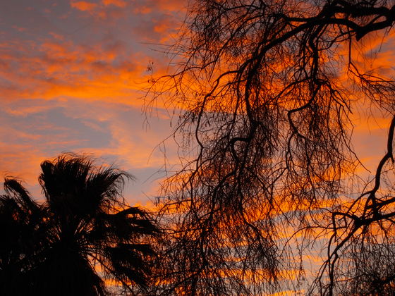 Joshua Tree National Park
