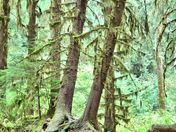 Olympic National Park