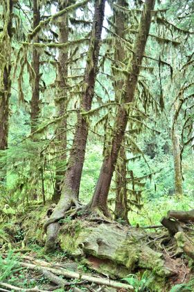 Olympic National Park