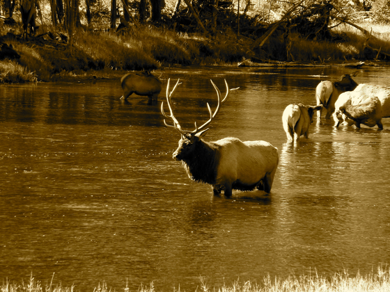 Yellowstone National Park