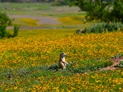 Wichita Mountain National Wildlife Refuge