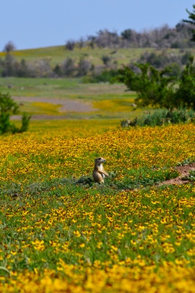 Wichita Mountain National Wildlife Refuge