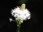 Glacier National Park