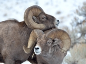 Shoshone National Forest
