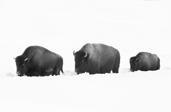 Yellowstone Park