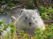 Yosemite National Park