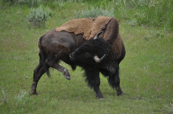 Yellowstone