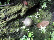 El Yunque National Forest