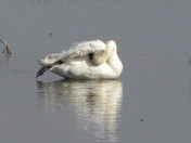 Squaw Creek National Wildlife Refuge