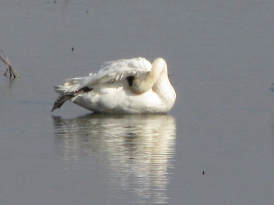 Squaw Creek National Wildlife Refuge