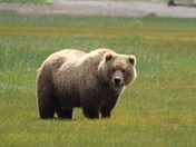 Katmai National Park