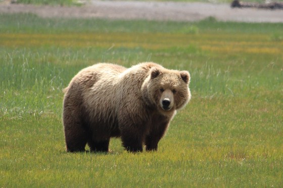 Katmai National Park