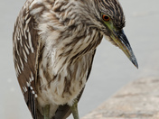 Edwin B. Forsythe National Wildlife Refuge
