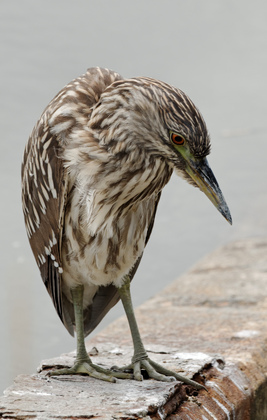Edwin B. Forsythe National Wildlife Refuge