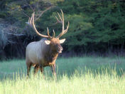 Smoky Mountains National Park (Cataloochee)