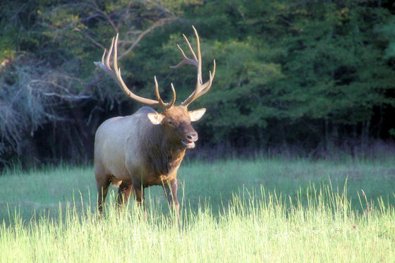 Smoky Mountains National Park (Cataloochee)