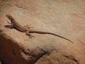 Grand Canyon National Park