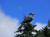 Mt. Rainier National Park