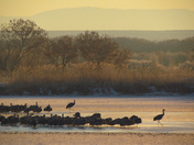 Bosque del Apache National Wildlife Refuge