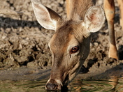 Laguna Atascosa National Wildlife Refuge