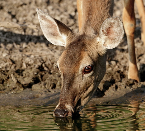 Laguna Atascosa National Wildlife Refuge