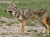Laguna Atascosa National Wildlife Refuge