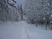 Huboldt-Toiyabe National Forest