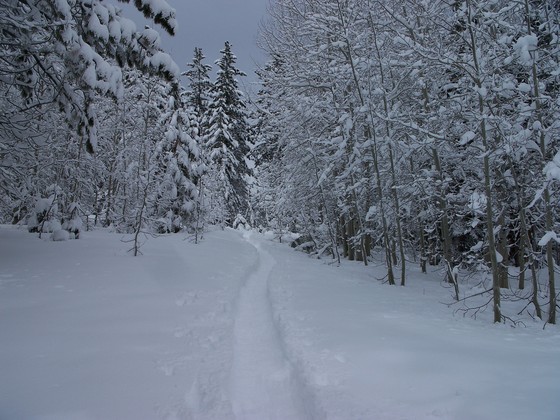 Huboldt-Toiyabe National Forest